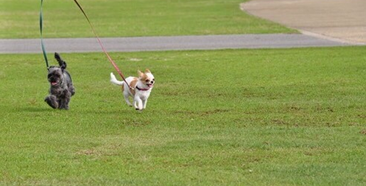 <strong>犬の預かり（ペットホテル）</strong>